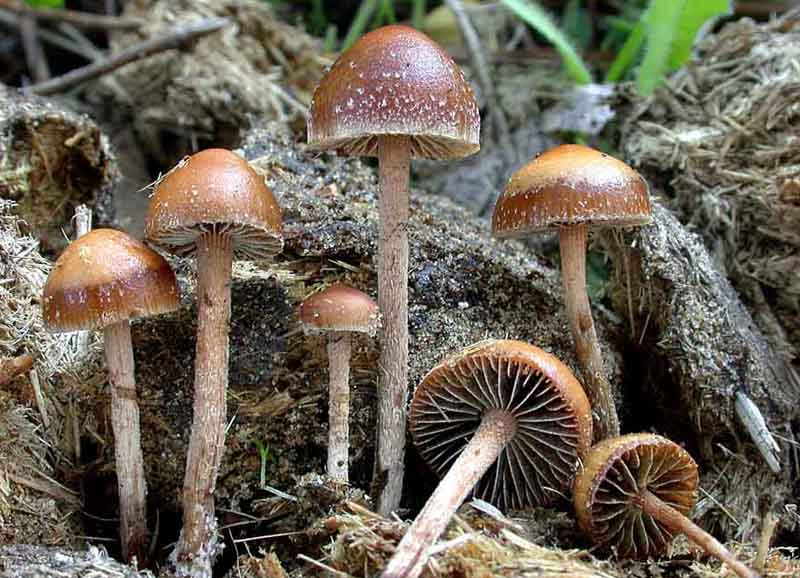Psilocybe_coprophila.jpg