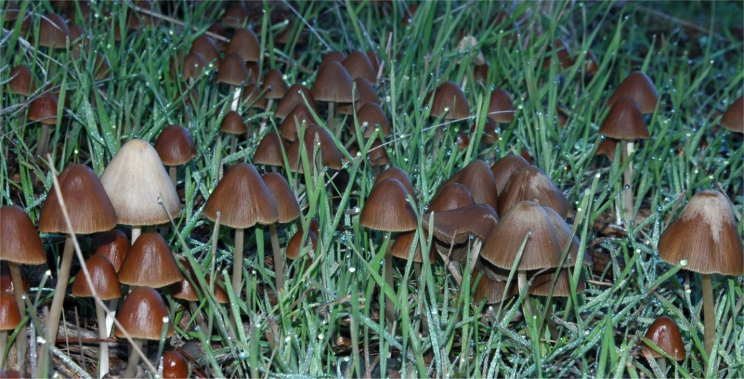 Psathyrella conopilus3.jpg