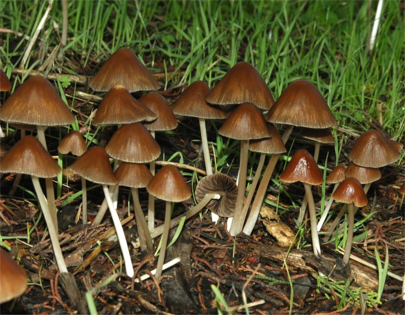 Psathyrella conopilus2.jpg