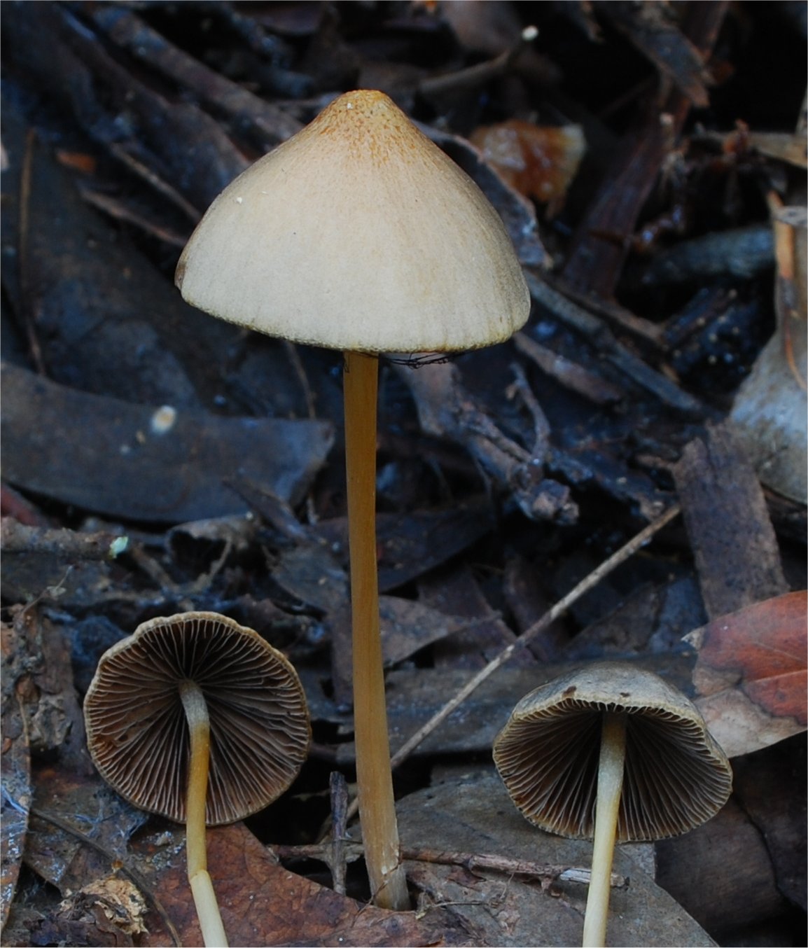 Psathyrella conopilus7.jpg