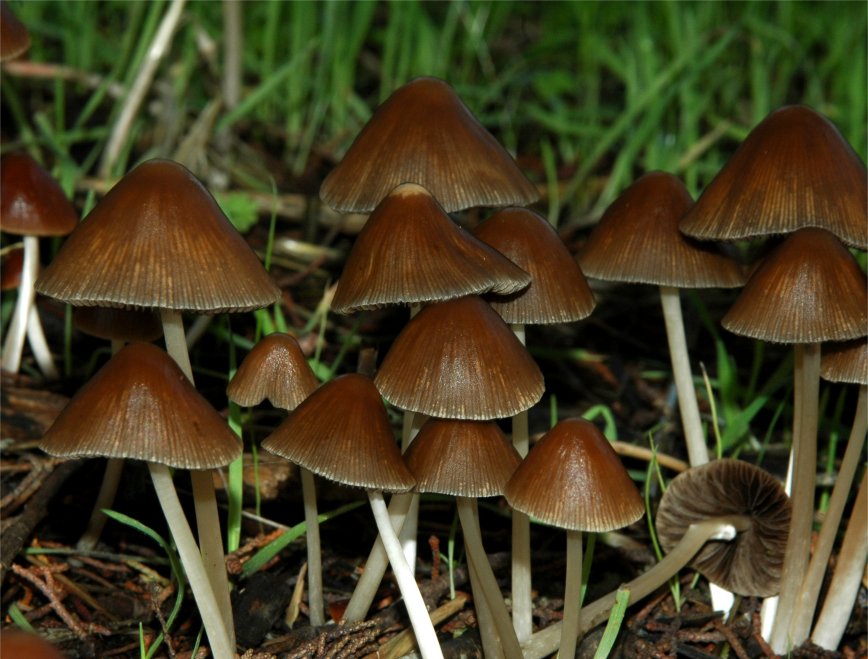 Psathyrella conopilus1.jpg