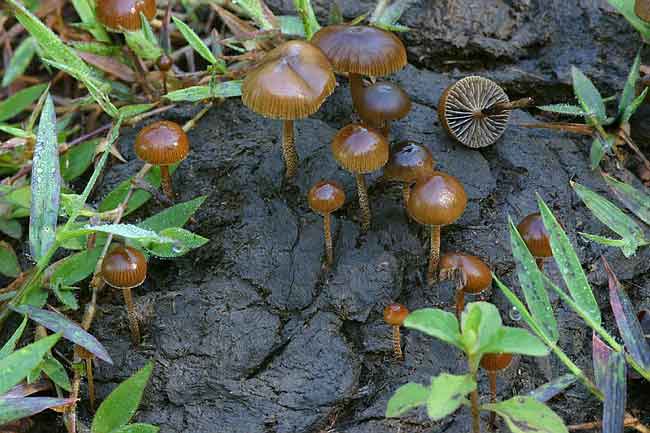 psilocybe_merdaria_big7.jpg