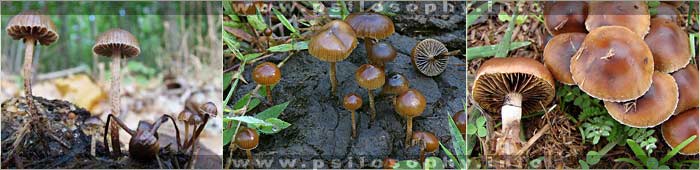 psilocybe_merdaria1.jpg