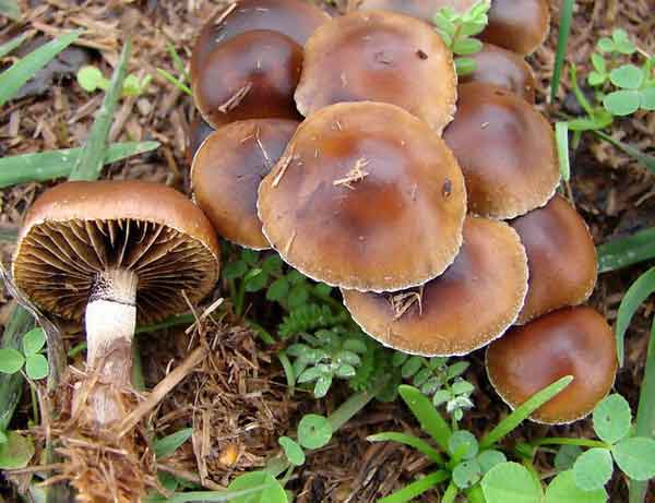 psilocybe_merdaria_big2.jpg