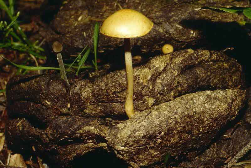 psilocybe_merdaria_big3.jpg