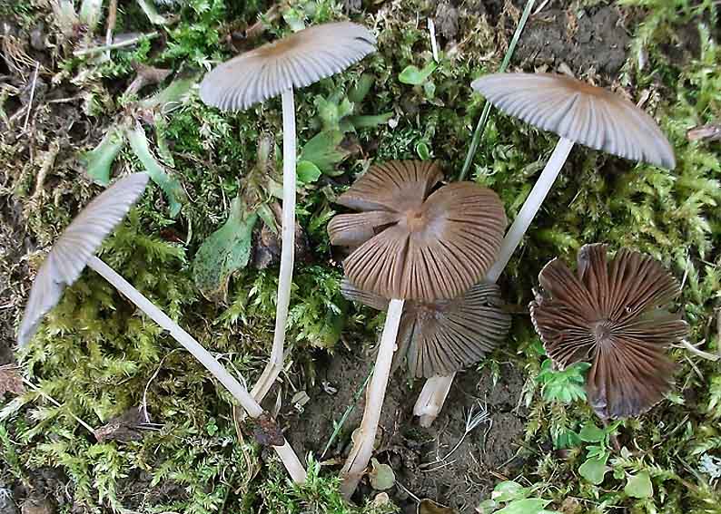 Coprinus_hemerobius.jpg