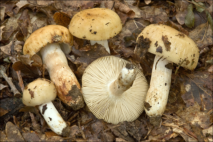 2010-09-06_Russula_laurocerasi_Melzer_122171.jpg