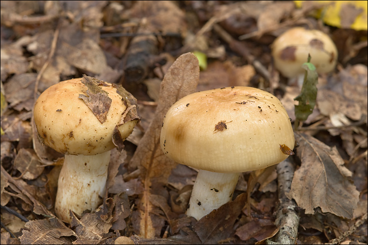2010-09-06_Russula_laurocerasi_Melzer_122162.jpg