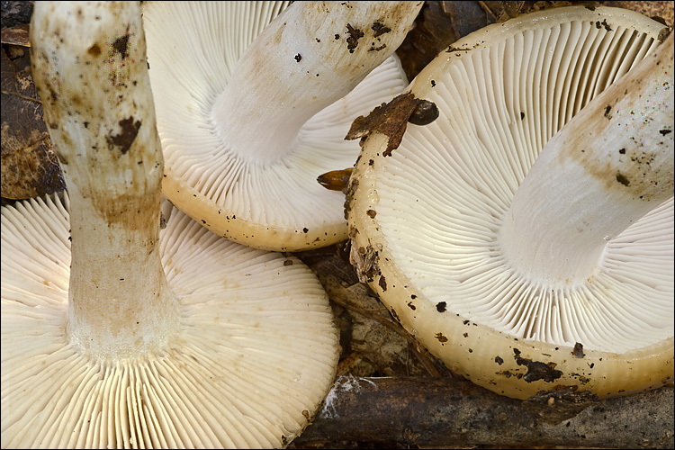 2010-09-06_Russula_laurocerasi_Melzer_122170.jpg