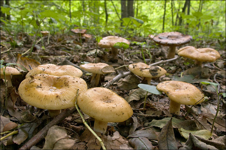 2010-09-06_Russula_laurocerasi_Melzer_122166.jpg