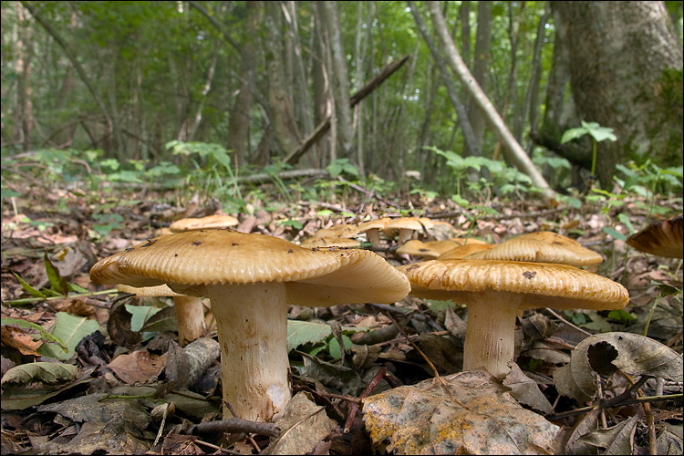 2010-09-06_Russula_laurocerasi_Melzer_122164.jpg