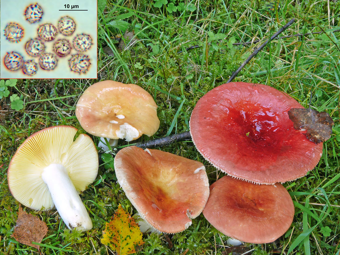 russula_lundelli.jpg