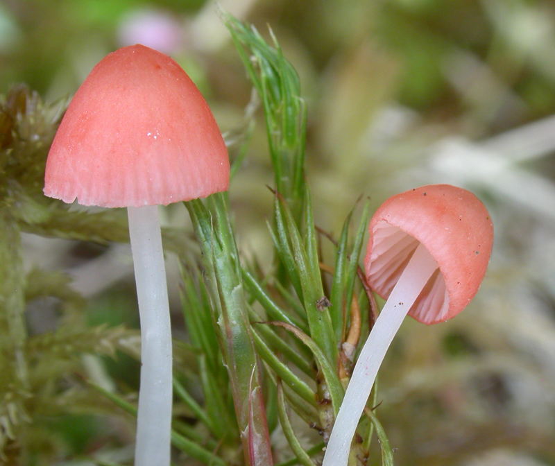 Mycena_adonis4.jpg