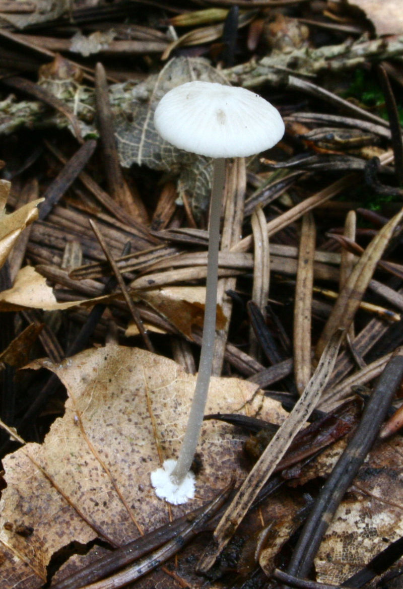 800px-Mycena_stylobates_110922wa.JPG