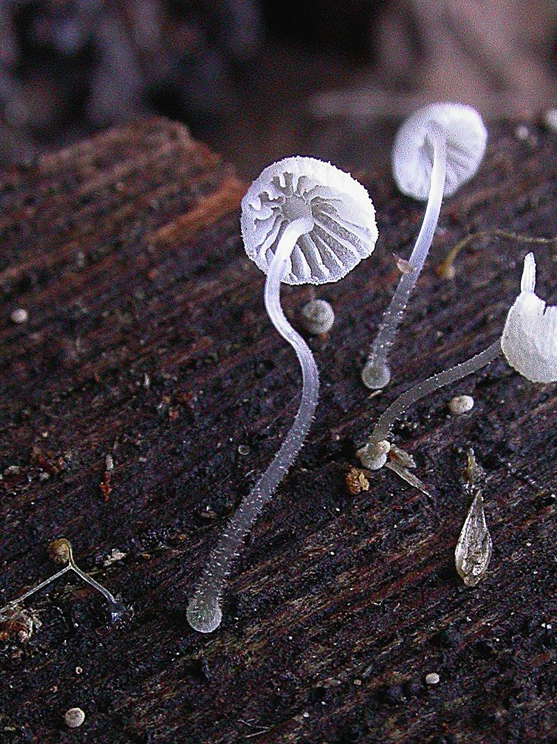 800px-Mycena_adscendens_79019.jpg