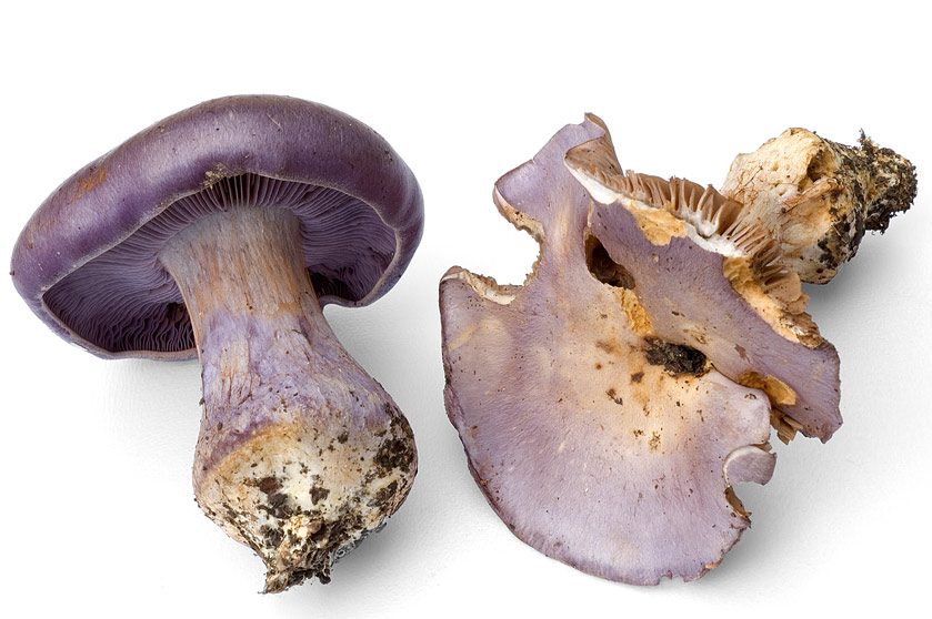 cortinarius_terpsichores_1.jpg