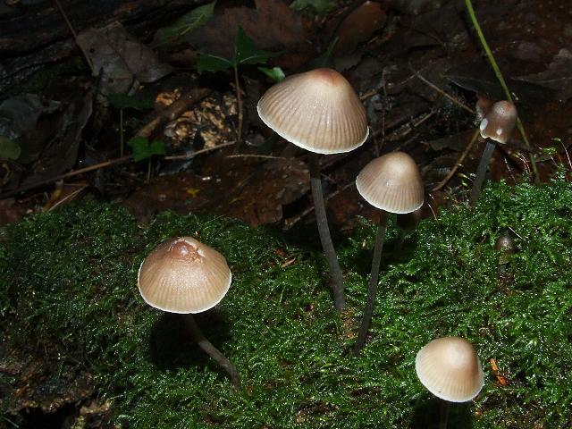 mycena_alcalina_stump_bell_cap_bonnet_00_side_view_24-10-06.jpg