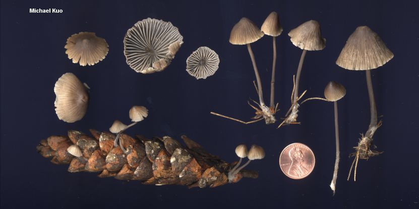 mycena_leptocephala_02.jpg