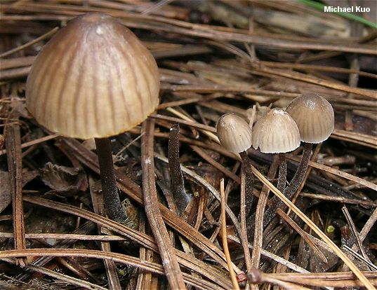 mycena_leptocephala_03.jpg
