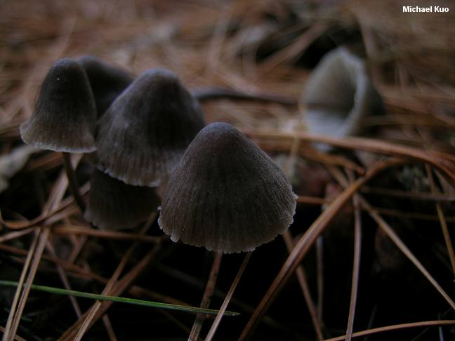 mycena_leptocephala_01.jpg