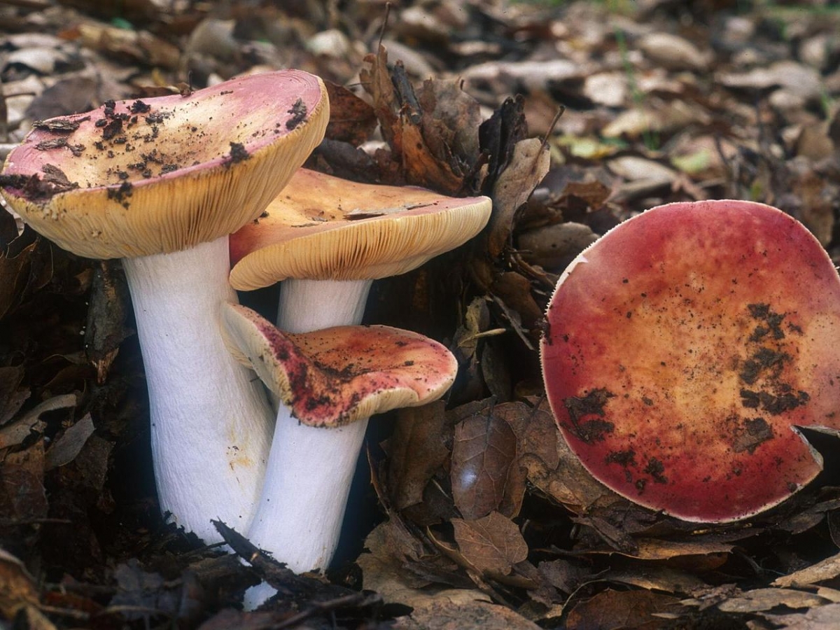 1280px-1996-02-15_Russula_maculata_Quél._&_Roze_117.jpg