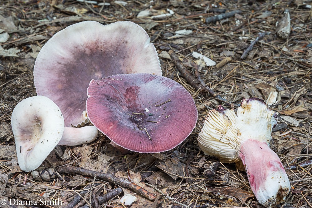 russula-mariae-03510_med_hr.jpeg