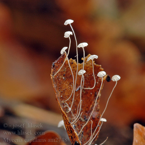 mycena_capillaris_am2748.jpg