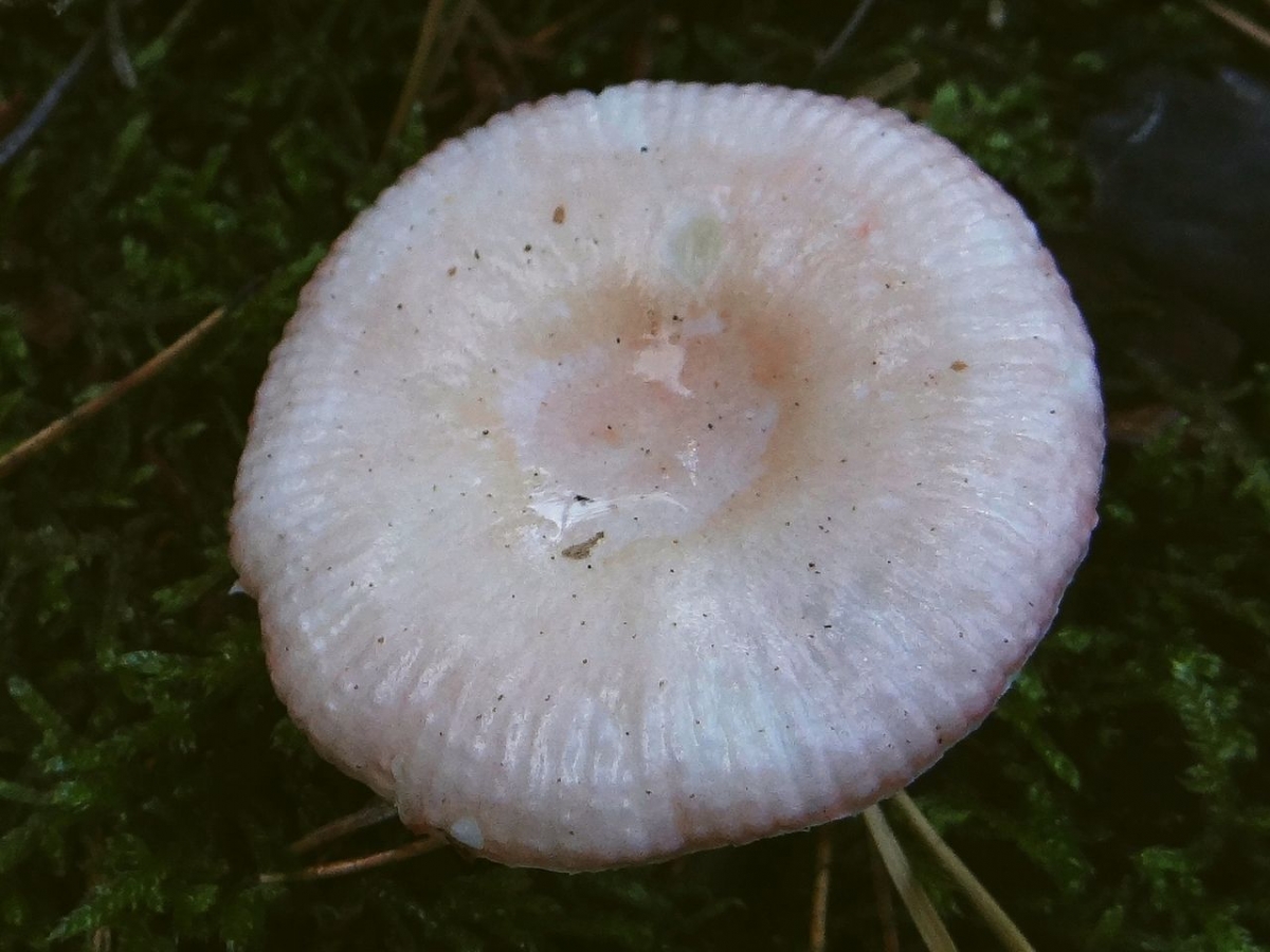 1280px-Russula_nauseosa_G3.jpg