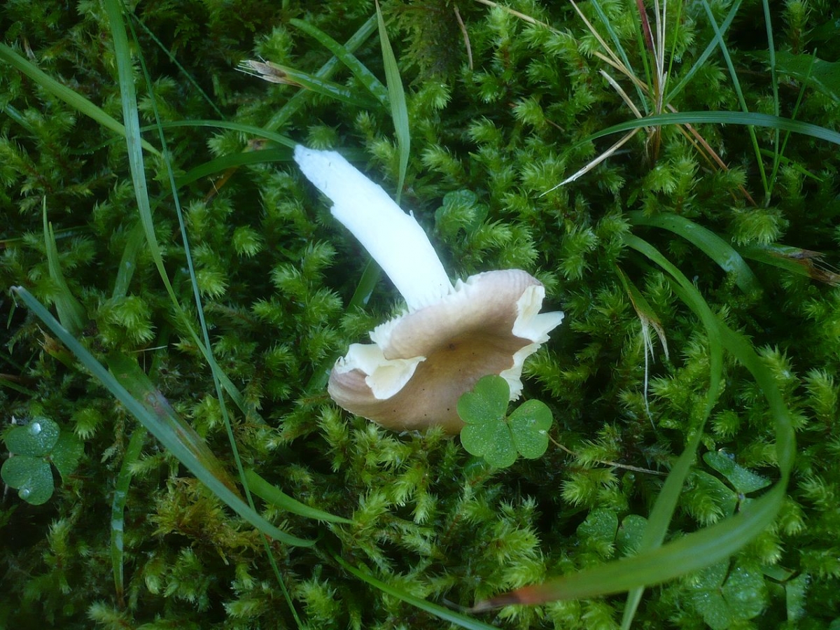 2012-09-18_Russula_nauseosa_(Pers.)_Fr_311414.jpg