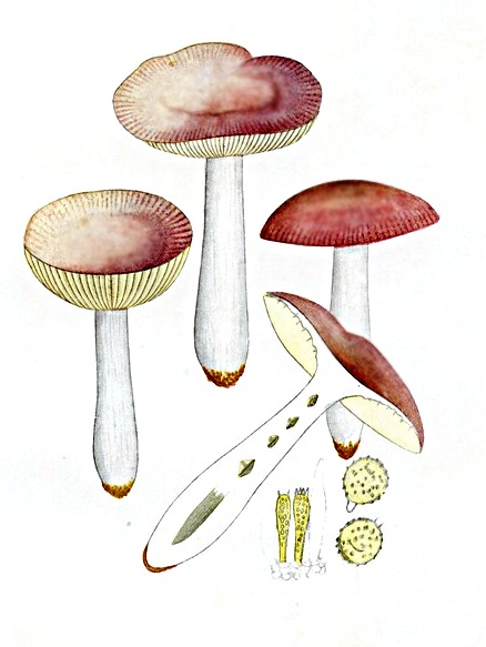 Russula_nauseosa-Bras.jpg