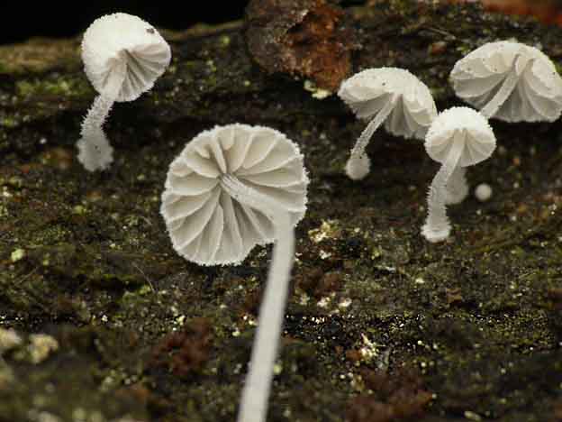 Mycena_corynephora.jpg