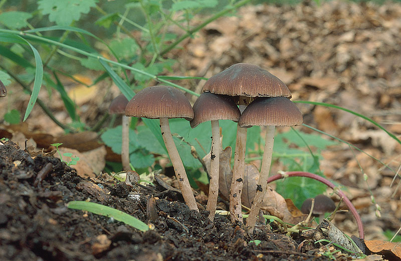 1_Frame 26 Psathyrella bipellis.jpg