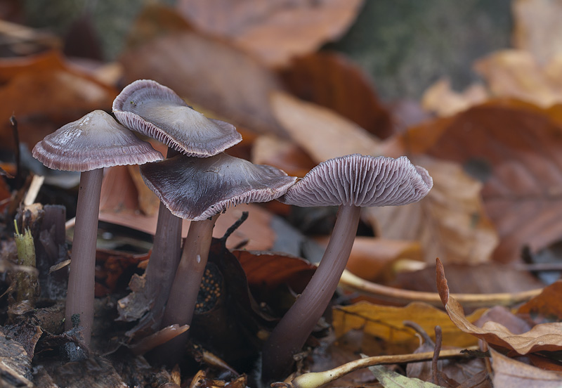 Mycena diosma4.jpg