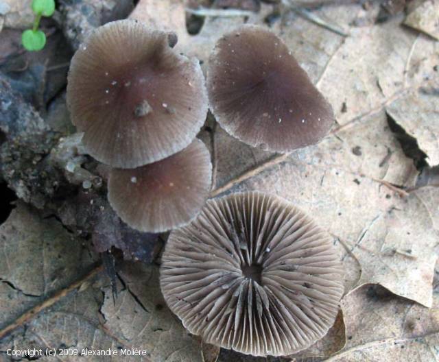Psathyrella_cernua_2009_am_1.jpg
