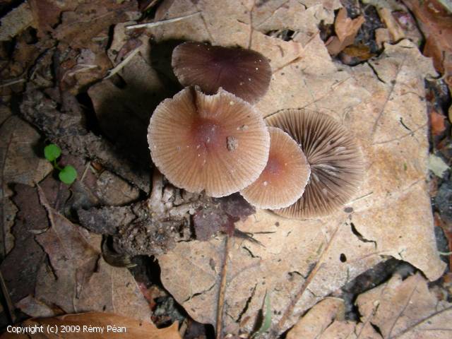 Psathyrella_cernua_2009_rp_1.jpg