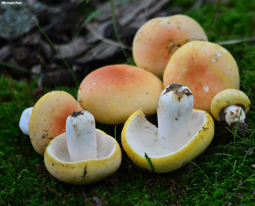 russula_ochroleucoides_02.jpg