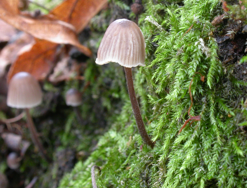 Mycena_erubescens10.jpg