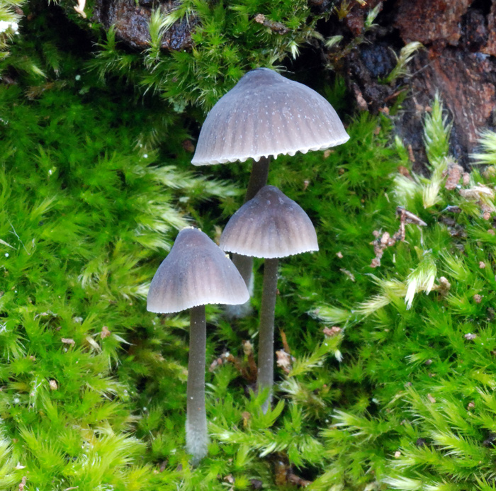 Mycena_erubescens1.jpg
