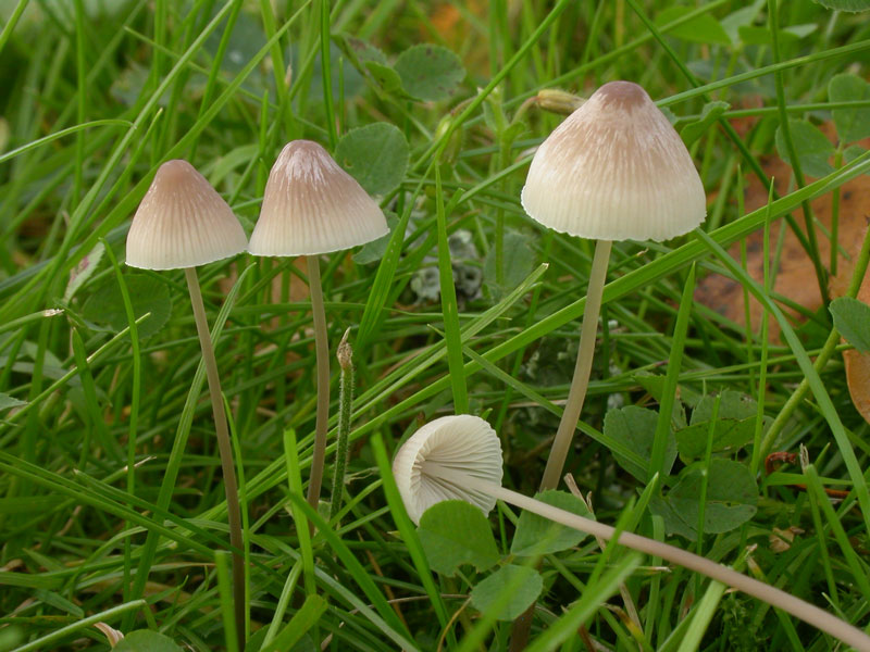 Mycena_filopes5.jpg