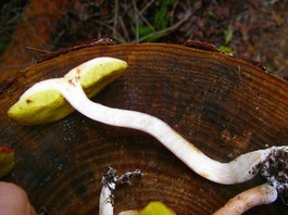 ヌメリコウジタケ（26-1） (3)-thumb-265x198-3288.jpg