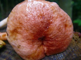 ヌメリコウジタケ（26-1） (2)-thumb-265x198-3292.jpg