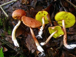 ヌメリコウジタケ（26-1） (1)-thumb-265x198-3290.jpg