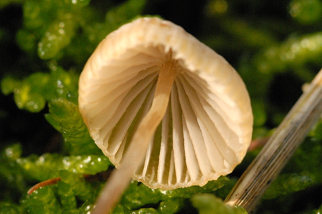 Mycena_spec._-_Lindsey_6b.jpg