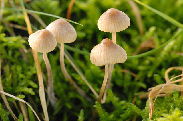 Mycena_spec._-_Lindsey_6a.jpg