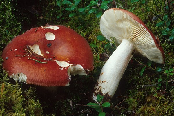 05929_Russula_paludosa_pho_1.jpg