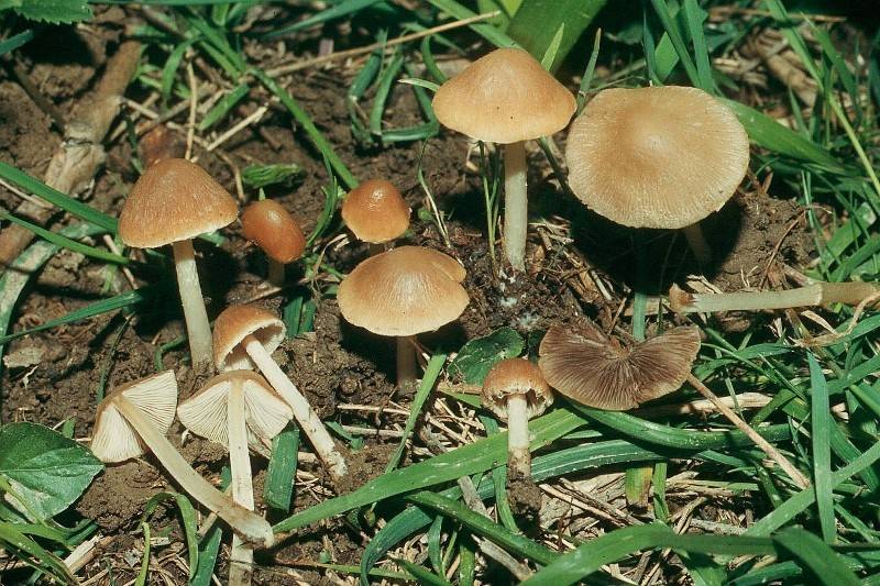 Psathyrella_obtusata.jpg