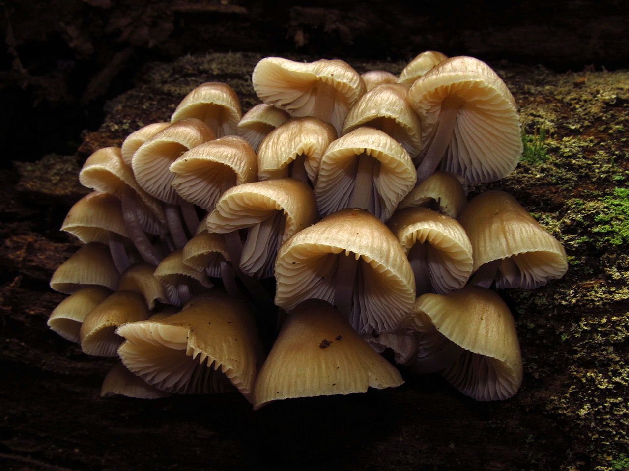 1280px-Mycena_inclinata_146384.jpg