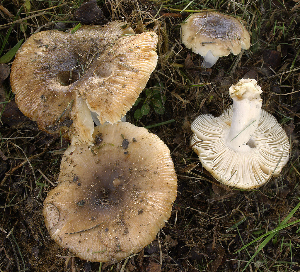 2006-08-20_Russula_pectinatoides.jpg