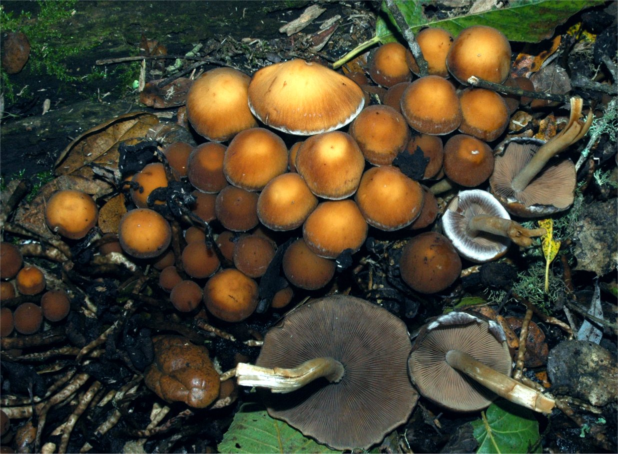 Psathyrella hydrophyla.jpg