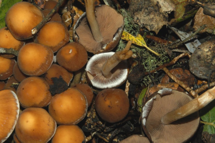Psathyrella hydrophila2.JPG